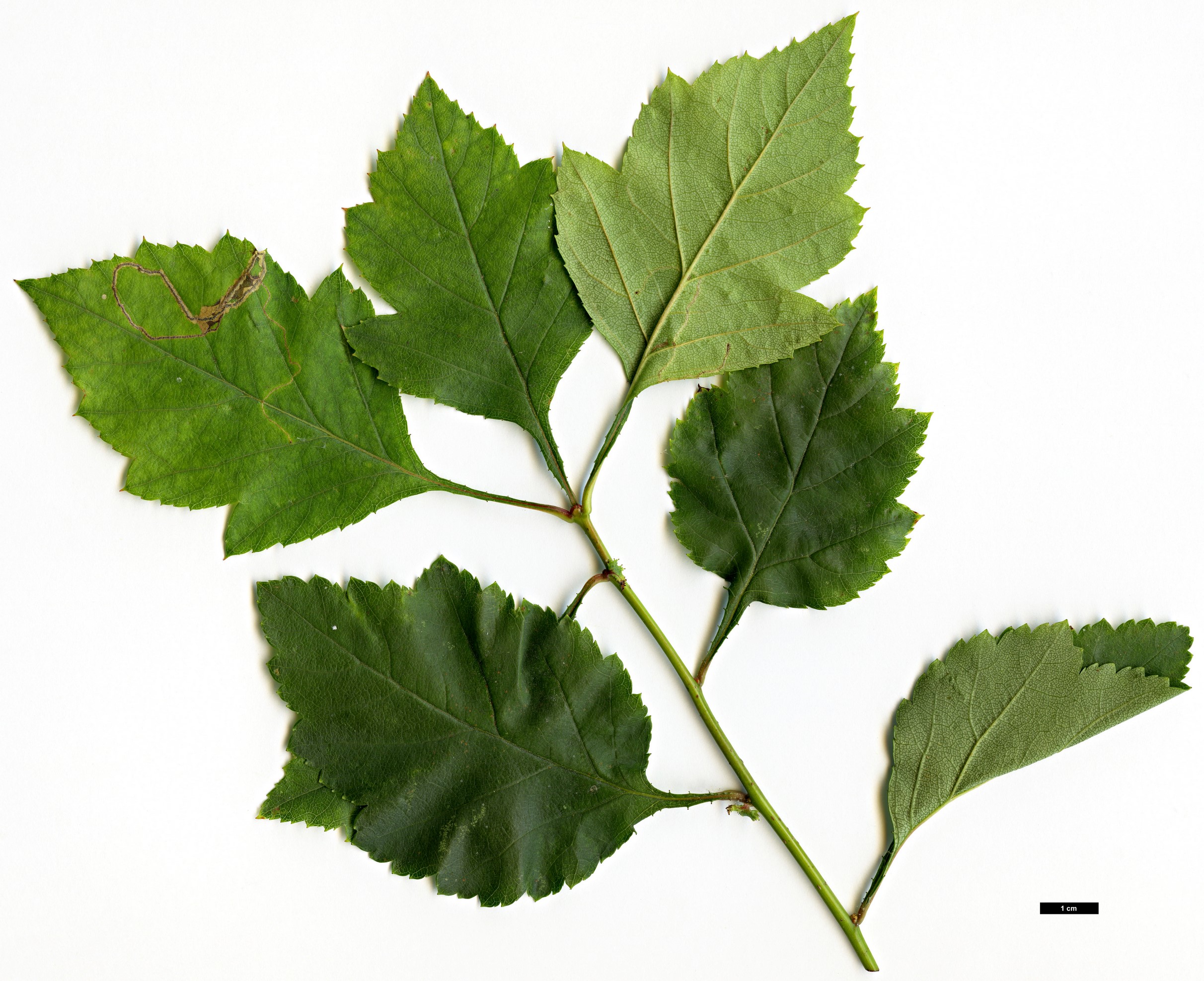 High resolution image: Family: Rosaceae - Genus: Crataegus - Taxon: intricata - SpeciesSub: var. fortunata